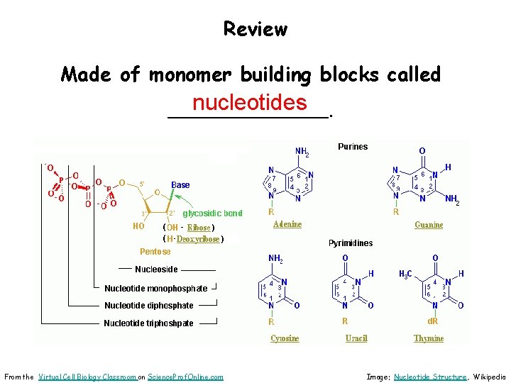 Review Made of monomer building blocks called nucleotides _________. From the Virtual Cell Biology