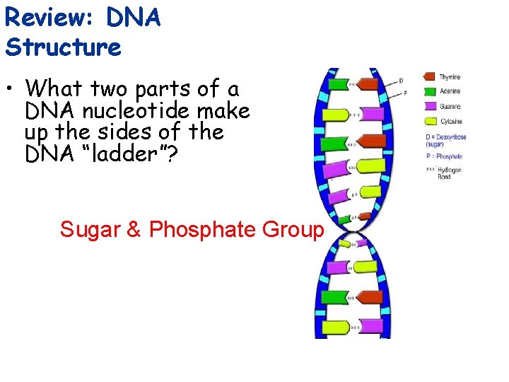 Review: DNA Structure • What two parts of a DNA nucleotide make up the