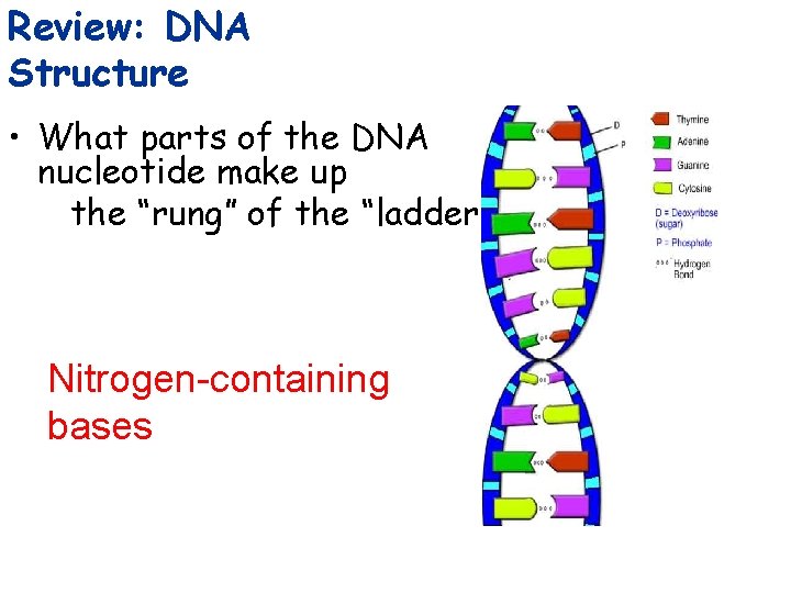 Review: DNA Structure • What parts of the DNA nucleotide make up the “rung”