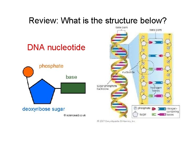 Review: What is the structure below? DNA nucleotide 