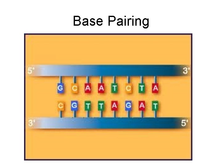 Base Pairing 