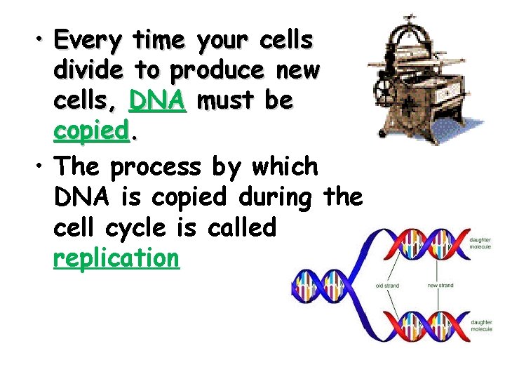  • Every time your cells divide to produce new cells, DNA must be