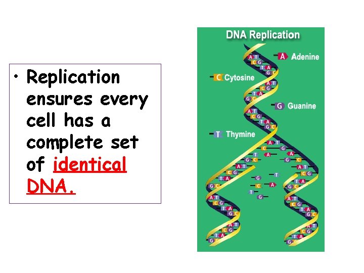  • Replication ensures every cell has a complete set of identical DNA. 