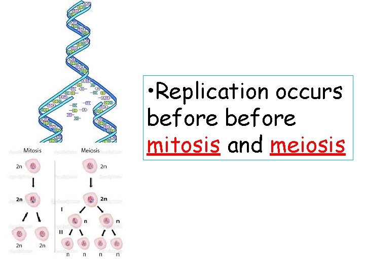  • Replication occurs before mitosis and meiosis 