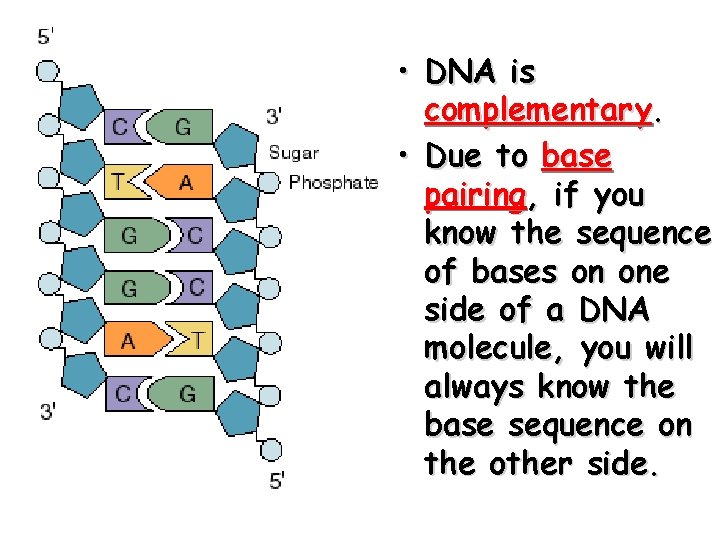  • DNA is complementary. • Due to base pairing, if you know the