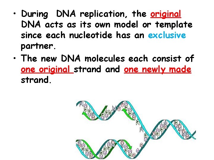  • During DNA replication, the original DNA acts as its own model or