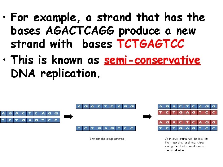  • For example, a strand that has the bases AGACTCAGG produce a new