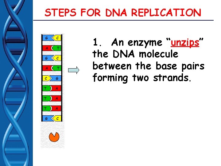 STEPS FOR DNA REPLICATION 1. An enzyme “unzips” the DNA molecule between the base