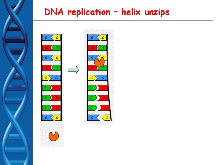 DNA replication – helix unzips 