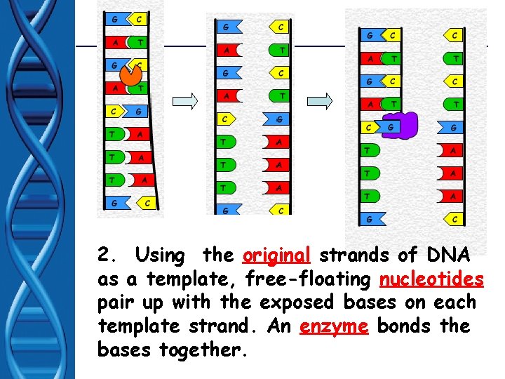 2. Using the original strands of DNA as a template, free-floating nucleotides pair up