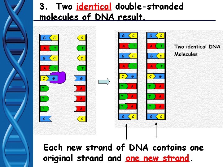 3. Two identical double-stranded molecules of DNA result. Each new strand of DNA contains