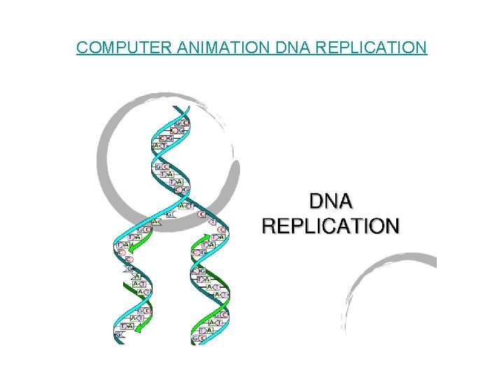 COMPUTER ANIMATION DNA REPLICATION 