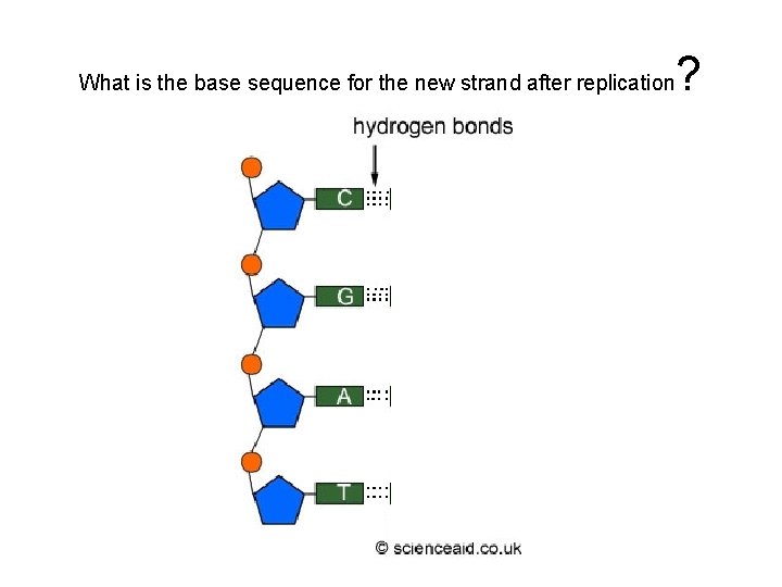 What is the base sequence for the new strand after replication ? 