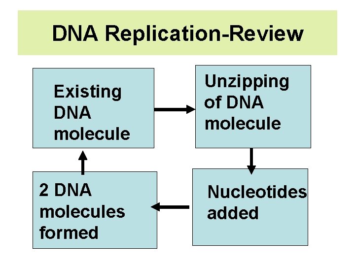 DNA Replication-Review Existing DNA molecule 2 DNA molecules formed Unzipping of DNA molecule Nucleotides
