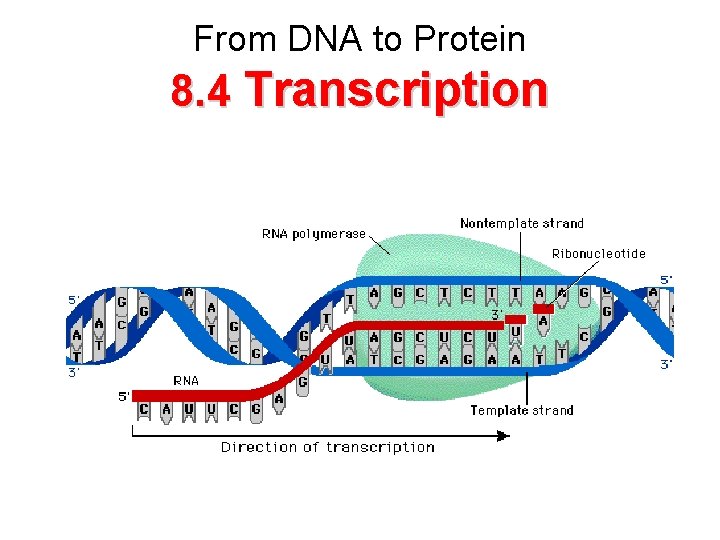 From DNA to Protein 8. 4 Transcription 