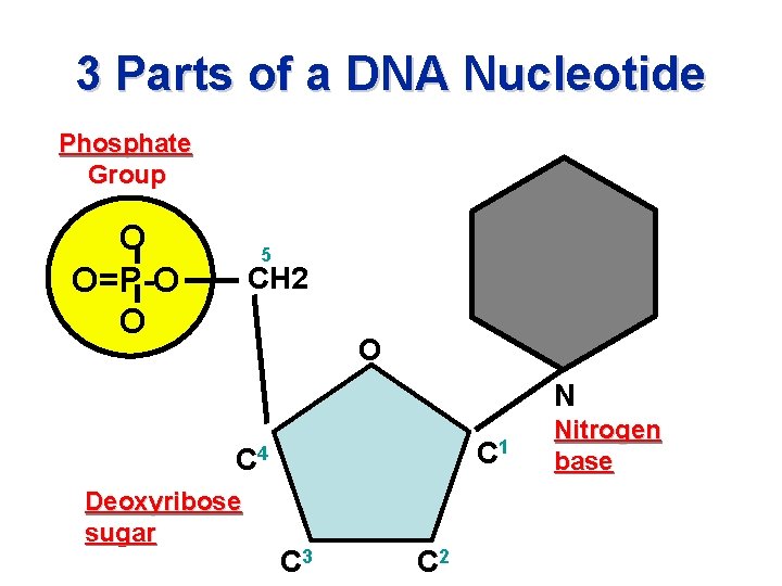 3 Parts of a DNA Nucleotide Phosphate Group O O=P-O O 5 CH 2