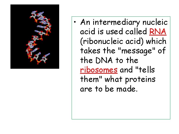  • An intermediary nucleic acid is used called RNA (ribonucleic acid) which takes