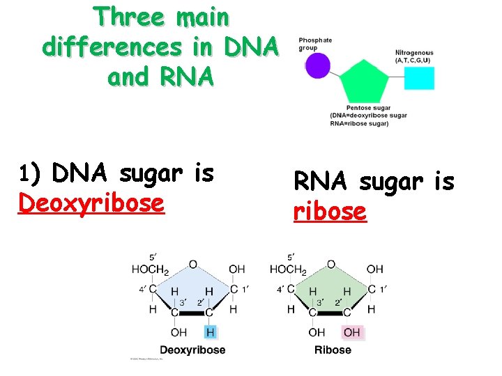 Three main differences in DNA and RNA 1) DNA sugar is Deoxyribose RNA sugar