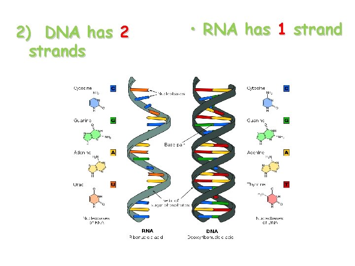 2) DNA has 2 strands • RNA has 1 strand 