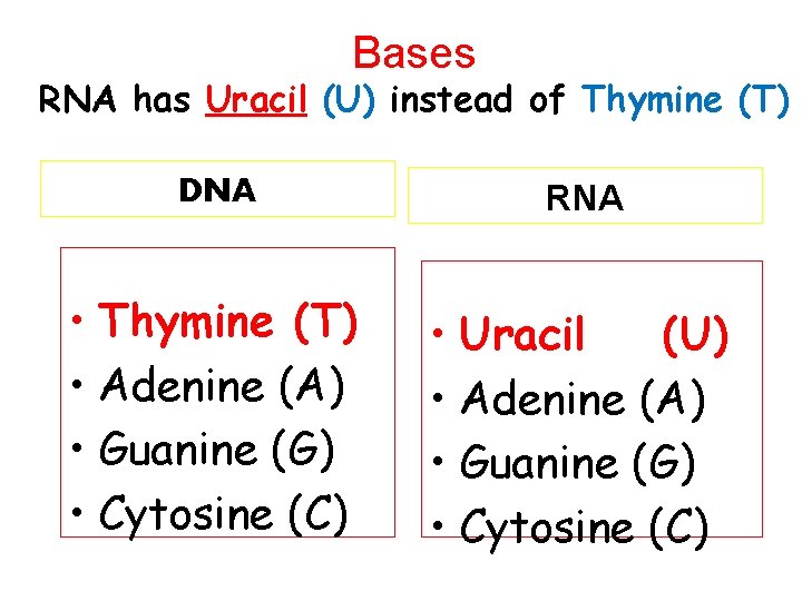 Bases RNA has Uracil (U) instead of Thymine (T) DNA RNA • Thymine (T)