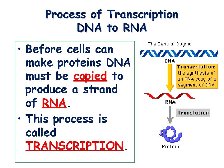 Process of Transcription DNA to RNA • Before cells can make proteins DNA must