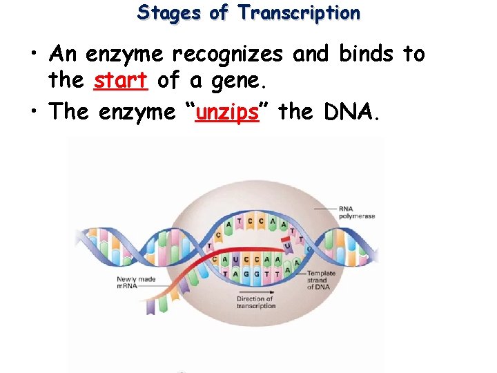 Stages of Transcription • An enzyme recognizes and binds to the start of a