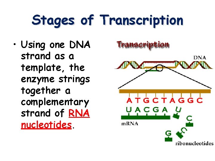 Stages of Transcription • Using one DNA strand as a template, the enzyme strings