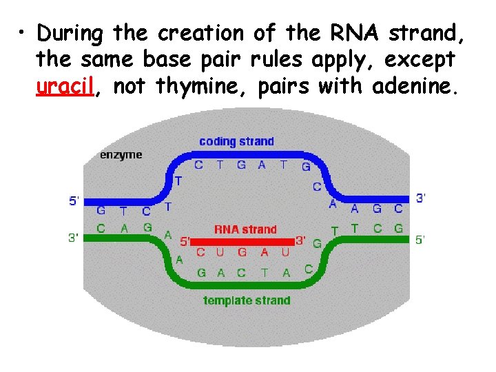  • During the creation of the RNA strand, the same base pair rules