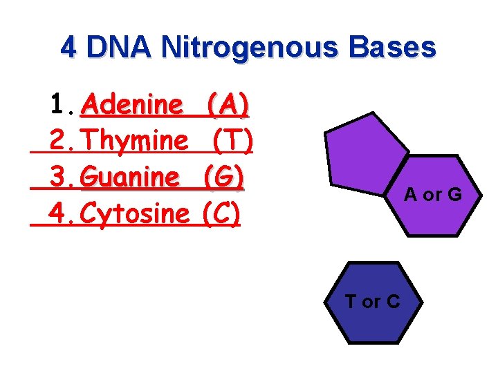 4 DNA Nitrogenous Bases 1. Adenine 2. Thymine 3. Guanine 4. Cytosine (A) (T)