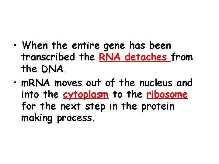  • When the entire gene has been transcribed the RNA detaches from the