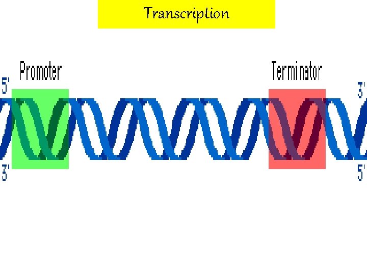 Transcription 