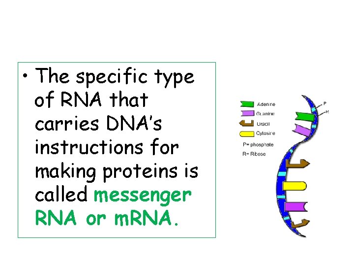  • The specific type of RNA that carries DNA’s instructions for making proteins