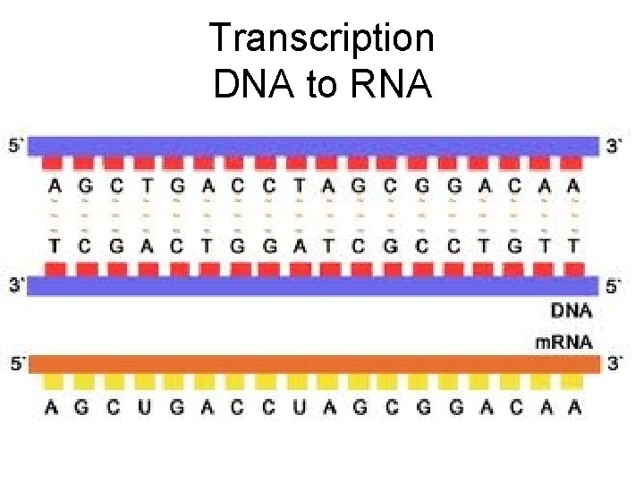 Transcription DNA to RNA 