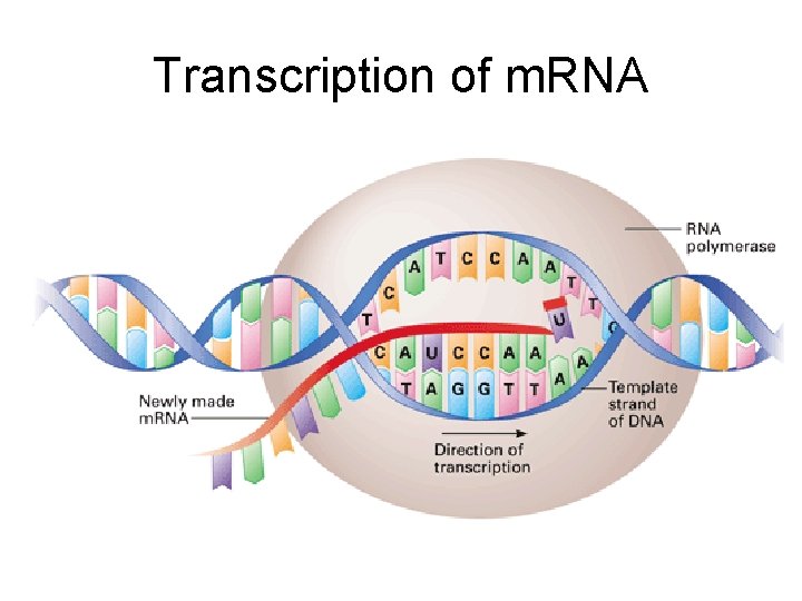 Transcription of m. RNA 