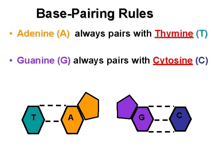 Base-Pairing Rules • Adenine (A) always pairs with Thymine (T) • Guanine (G) always