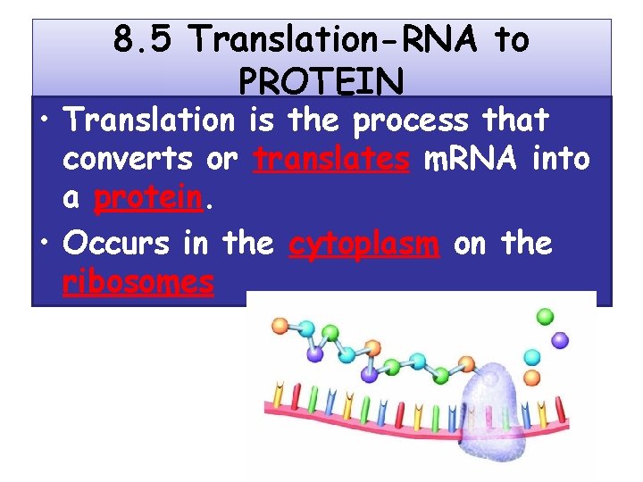 8. 5 Translation-RNA to PROTEIN • Translation is the process that converts or translates