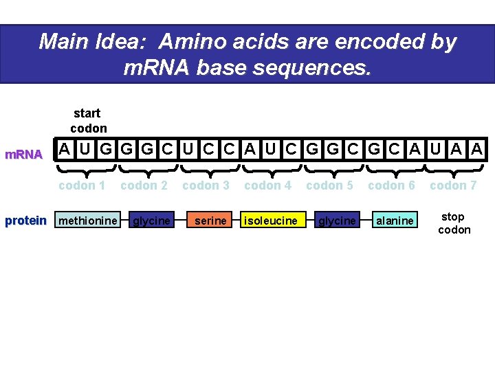 Main Idea: Amino acids are encoded by m. RNA base sequences. start codon m.