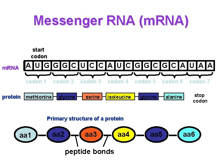 Messenger RNA (m. RNA) start codon m. RNA A U G G G C