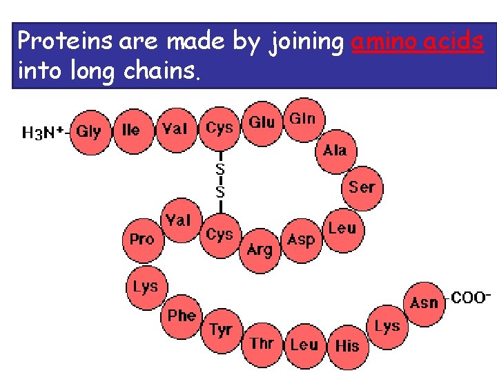 Proteins are made by joining amino acids into long chains. 