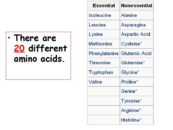  • There are 20 different amino acids. 