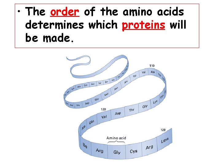  • The order of the amino acids determines which proteins will be made.