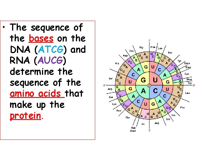  • The sequence of the bases on the DNA (ATCG) and RNA (AUCG)