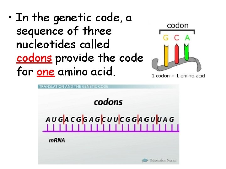  • In the genetic code, a sequence of three nucleotides called codons provide