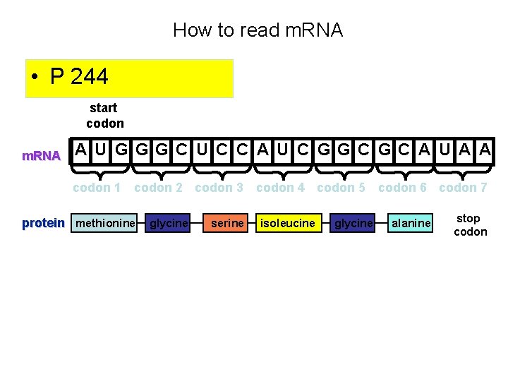 How to read m. RNA • P 244 start codon m. RNA A U