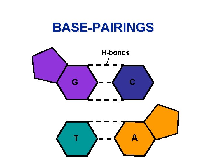 BASE-PAIRINGS H-bonds G C T A 