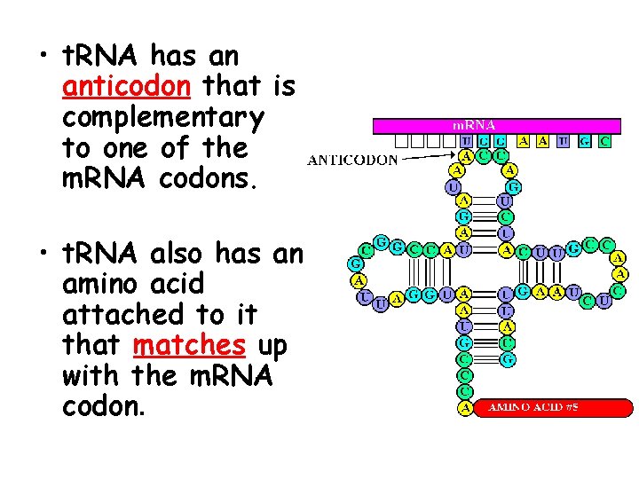  • t. RNA has an anticodon that is complementary to one of the