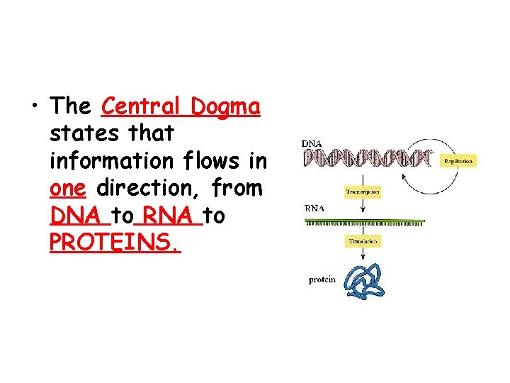  • The Central Dogma states that information flows in one direction, from DNA