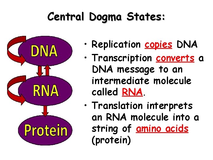 Central Dogma States: • Replication copies DNA • Transcription converts a DNA message to