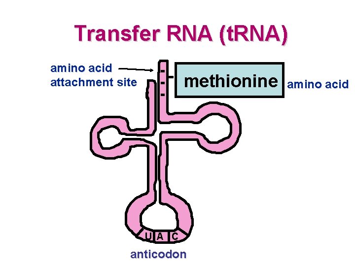 Transfer RNA (t. RNA) amino acid attachment site methionine U A C anticodon amino