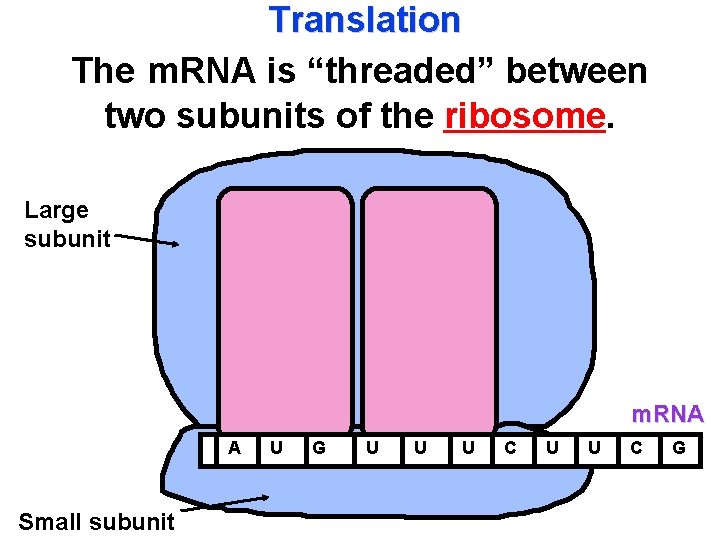 Translation The m. RNA is “threaded” between two subunits of the ribosome. Large subunit